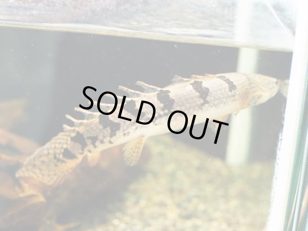 画像3: ポリプテルス デルヘッジィ 美バンド(18cm±)ブリード (3)