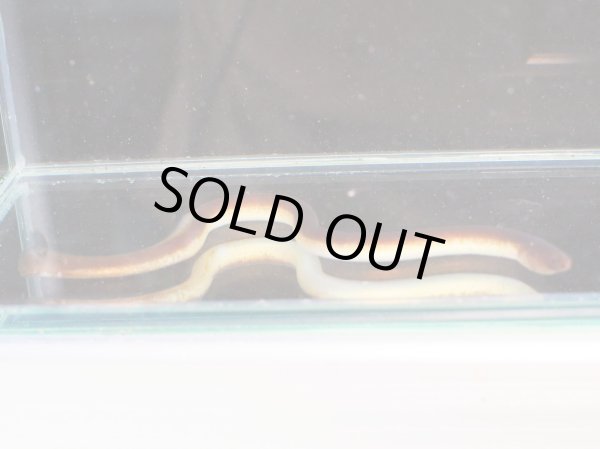 画像3: ピンクイール(15cm±)WILDインドネシア (3)