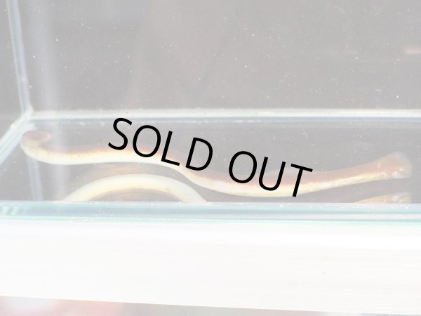 画像2: ピンクイール(15cm±)WILDインドネシア (2)