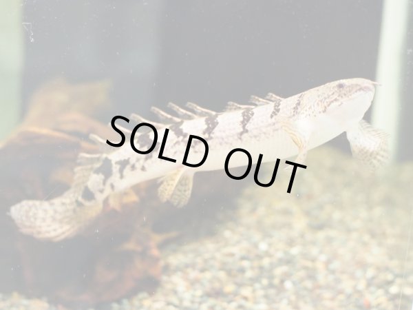 画像2: ポリプテルス デルヘッジィ 美バンド(18cm±)ブリード (2)