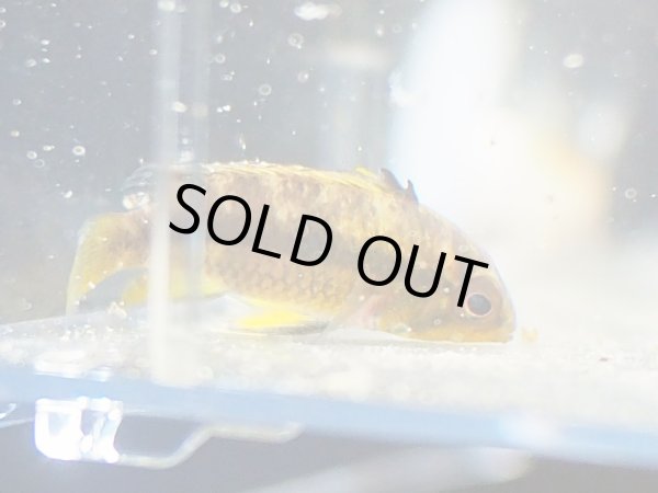 画像2: アピストグラマ ノーベルティ 1ペア WILDペルー (2)