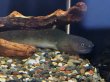 画像3: 淡水ウツボ ゴールドダスト(40cm±)WILDリアウ (3)