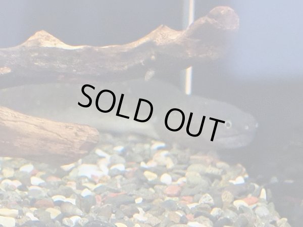 画像3: 淡水ウツボ ゴールドダスト(40cm±)WILDリアウ (3)