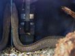 画像1: 淡水ウツボ ゴールドダスト(40cm±)WILDリアウ (1)
