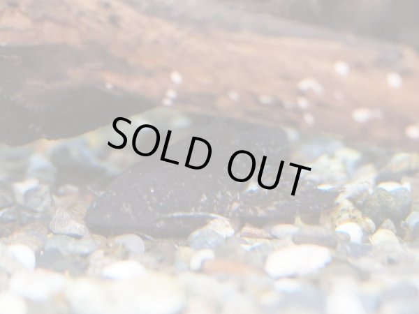 画像2: カメレオンキャット(8cm±)WILDインドネシア (2)