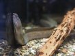 画像2: 淡水ウツボ ゴールドダスト(40cm±)WILDリアウ (2)