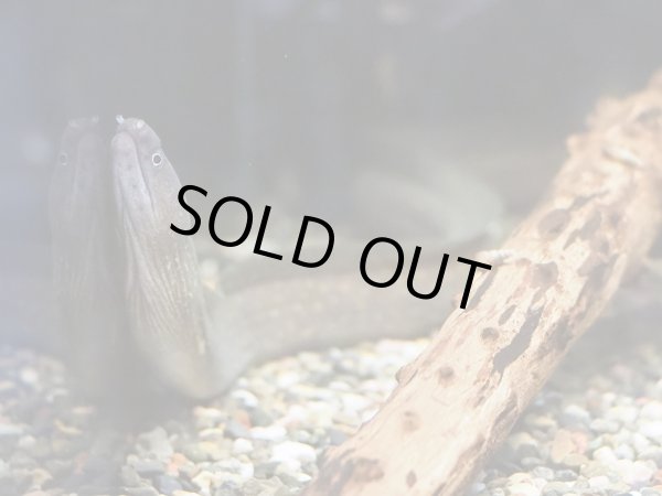 画像2: 淡水ウツボ ゴールドダスト(40cm±)WILDリアウ (2)