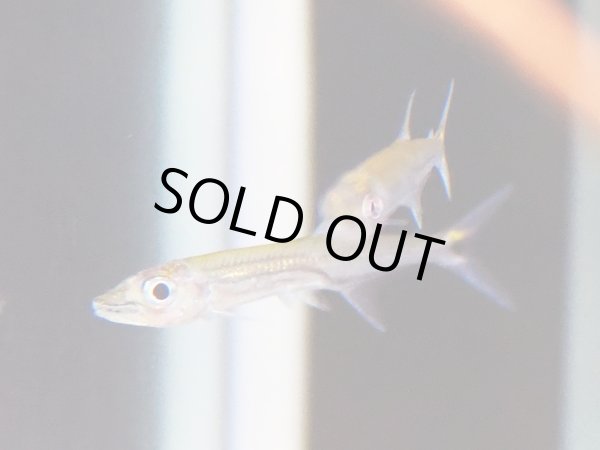 画像2: ストライプトーピードパイクカラシン(5cm±) (2)