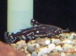 画像1: ヨシドラス(4cm±)WILDカイクビ (1)