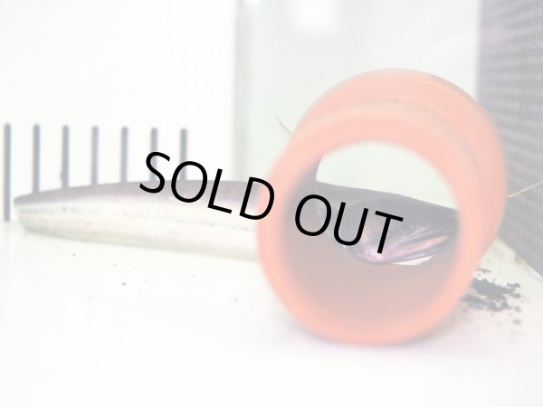 画像2: ワラゴ アッツー(30cm±)WILDサウスタイランド (2)