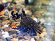 画像3: ヨシドラス(4cm±)WILDカイクビ (3)