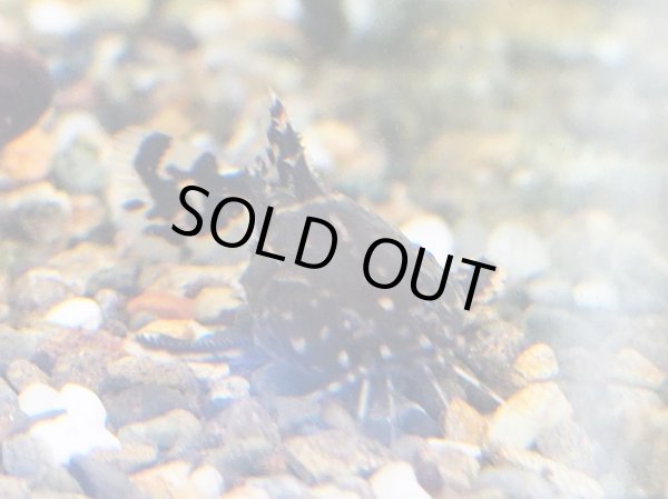 画像3: ヨシドラス(4cm±)WILDカイクビ (3)