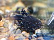 画像4: ヨシドラス(4cm±)WILDカイクビ (4)