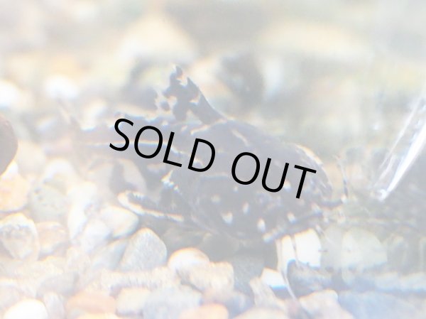 画像4: ヨシドラス(4cm±)WILDカイクビ (4)