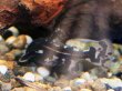 画像2: ヨシドラス(4cm±)WILDカイクビ (2)