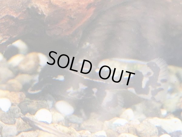 画像2: ヨシドラス(4cm±)WILDカイクビ (2)