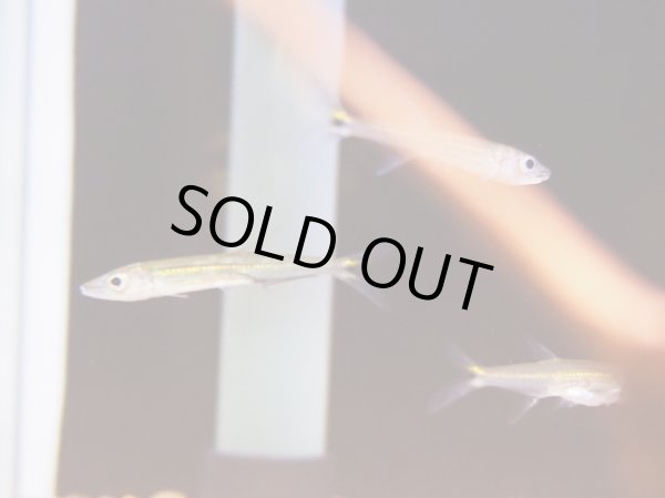 画像3: ストライプトーピードパイクカラシン(5cm±) (3)