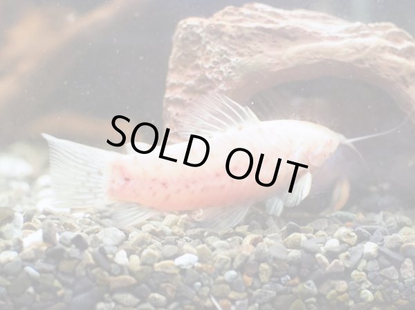 画像3: アルビノヨロイナマズ(7cm±) (3)