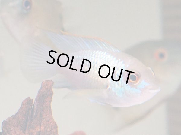 画像2: コバルトブルーアカラ(6cm±) (2)