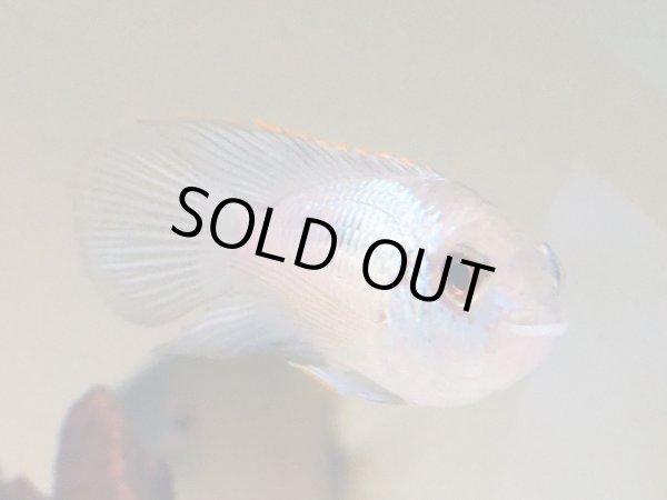 画像3: コバルトブルーアカラ(6cm±) (3)