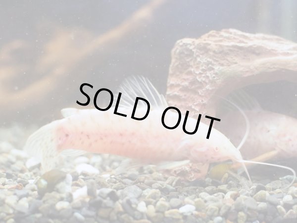 画像2: アルビノヨロイナマズ(7cm±) (2)