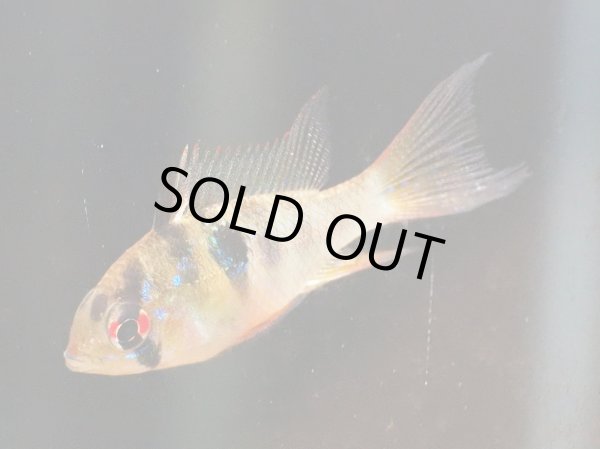 画像2: ドイツラミレジィ(ロングフィン) 1ペア (2)