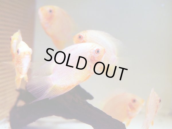 画像3: レッドスポットゴールデンセベラム(10cm±) (3)