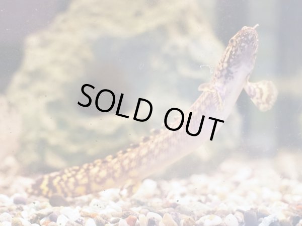 画像2: ポリプテルス オルナティピンニス(16cm±)ブリード (2)