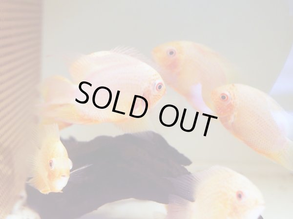 画像2: レッドスポットゴールデンセベラム(10cm±) (2)