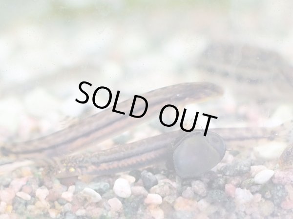 画像3: アジメドジョウ (3)