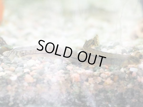 画像2: アジメドジョウ (2)