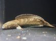 画像1: コバルトブラックダイヤモンド スネークヘッド(30cm±)WILD (1)