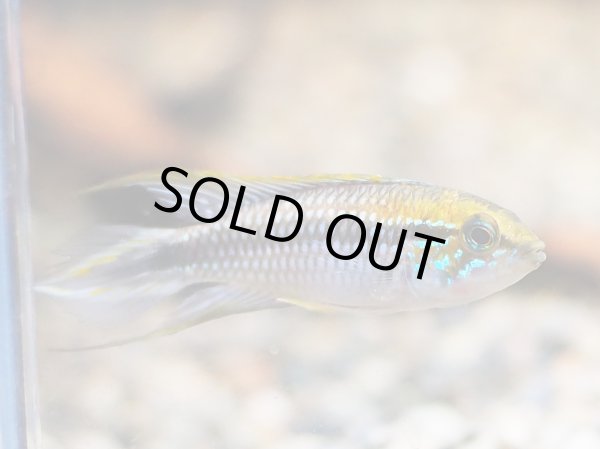 画像2: アピストグラマ アガシジィ ブルーファントム 1ペア WILD (2)