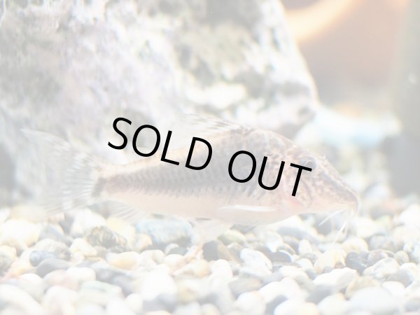 画像2: コリドラス セミアキルスブラック WILD トリオ (2)