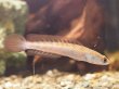 画像1: チャンナ マルリオイデス(7cm±)WILDセンタルン湖産 (1)