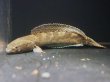 画像2: コバルトブラックダイヤモンド スネークヘッド(30cm±)WILD (2)