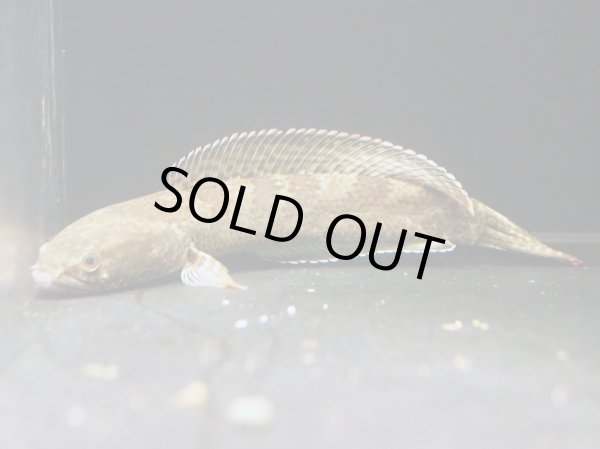 画像2: コバルトブラックダイヤモンド スネークヘッド(30cm±)WILD (2)