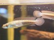 画像2: チャンナ マルリオイデス(7cm±)WILDセンタルン湖産 (2)
