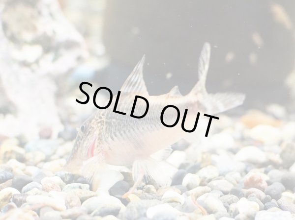 画像3: コリドラス セミアキルスブラック WILD トリオ (3)