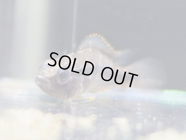 画像3: アピストグラマ アガシジィ ブルーファントム 1ペア WILD (3)