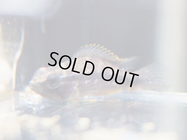 画像4: アピストグラマ アガシジィ ブルーファントム 1ペア WILD (4)