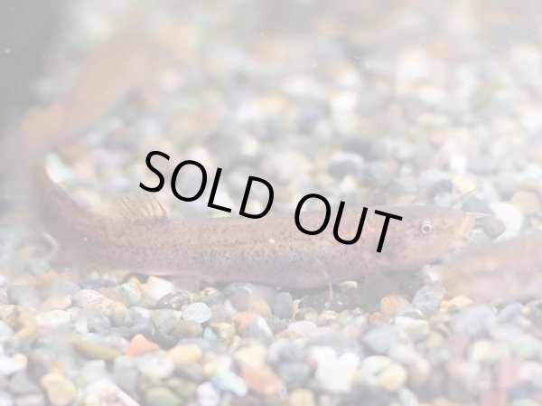 画像2: ホトケドジョウ WILD福井県 (2)