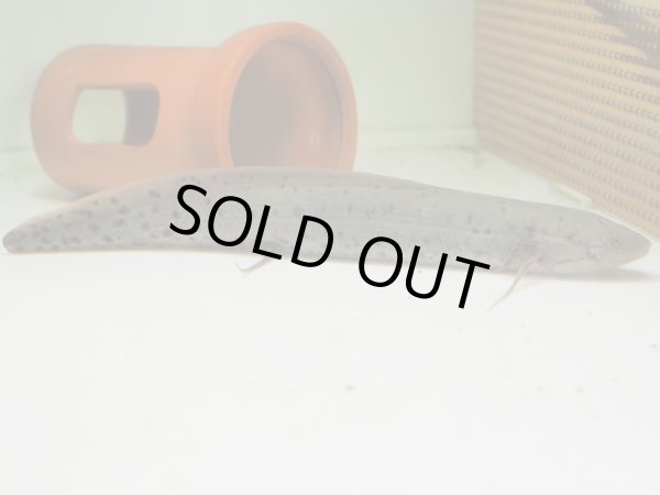 画像2: プロトプテルス アネクテンス(22cm±) (2)