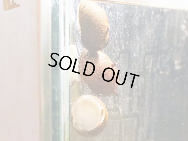 画像2: イガカノコガイ (2)