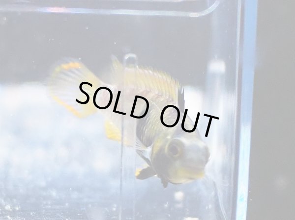 画像4: アピストグラマ ナイスニー 1ペア EUブリード (4)