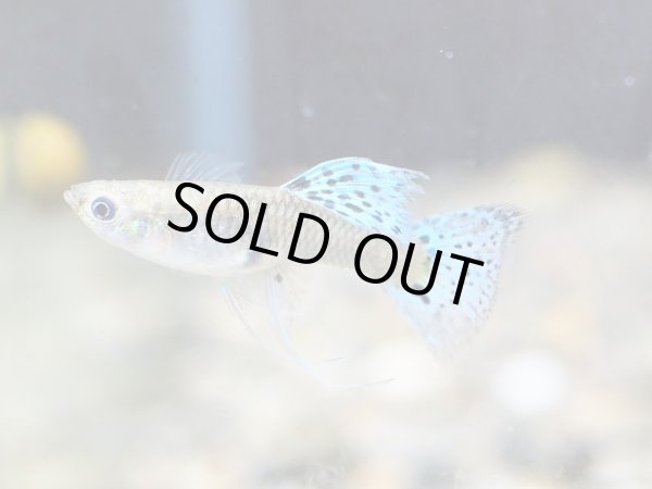 画像3: 国産グッピー レッドグラス リボン トリオ (3)