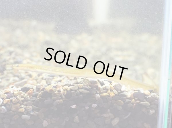 画像3: ウナギ(15cm±)WILD静岡県 (3)