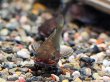 画像3: バトラクスキャット(5cm±)WILDコロンビア (3)