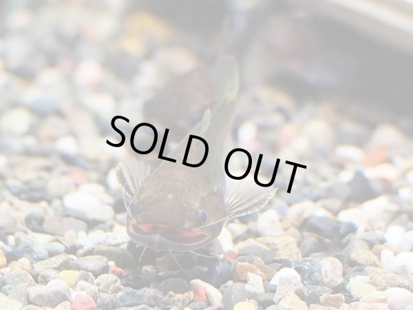 画像3: バトラクスキャット(5cm±)WILDコロンビア (3)