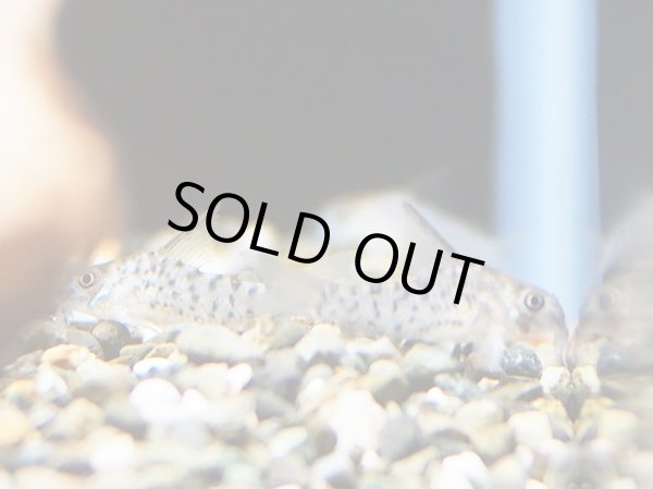 画像2: コリドラス ロレトエンシス WILD (2)